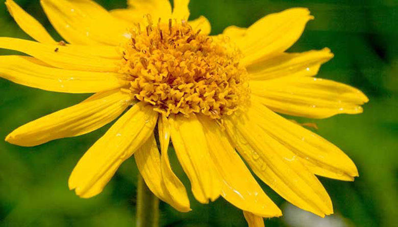 Picture of ARNIKA
