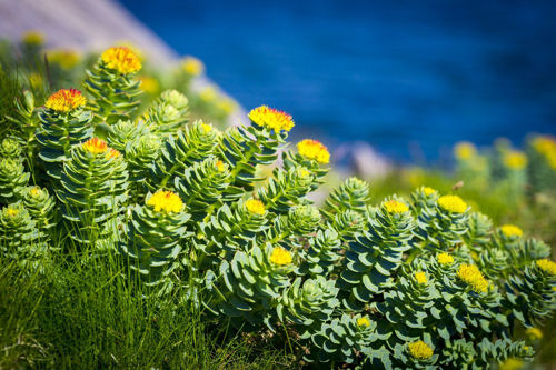 Rhodiola Rosea - v kitajski medicini jo uporabljajo za blaženje tesnobe in depresije