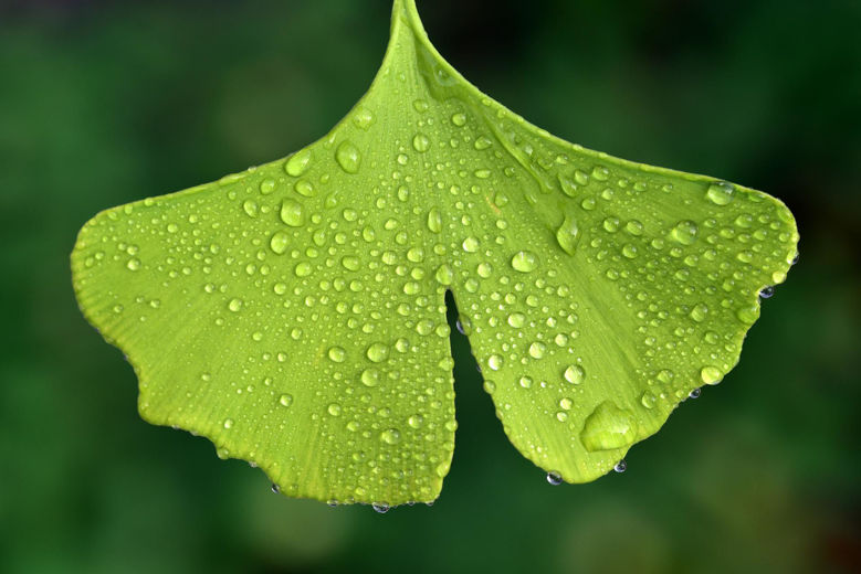 Picture of Ginko - izboljšajte kvaliteto svojega življenja!