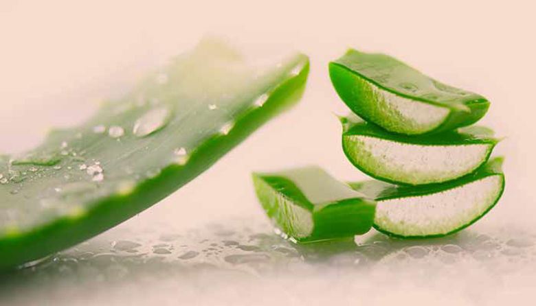 Picture of Aloe Vera - Vir Zdravja in Vitalnosti