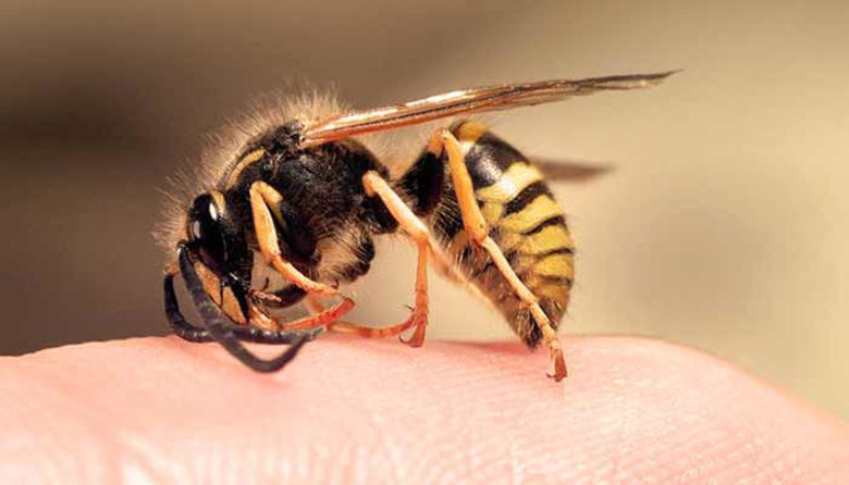 Picture of Pik ose in čebelji pik