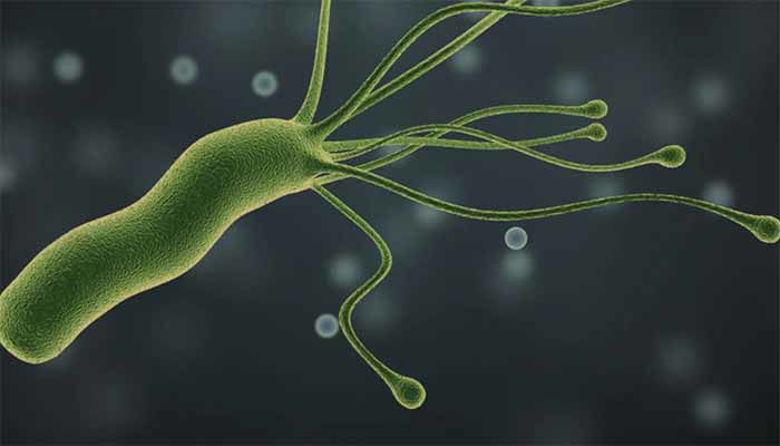 Picture of Helicobacter Pylori zdravljenje