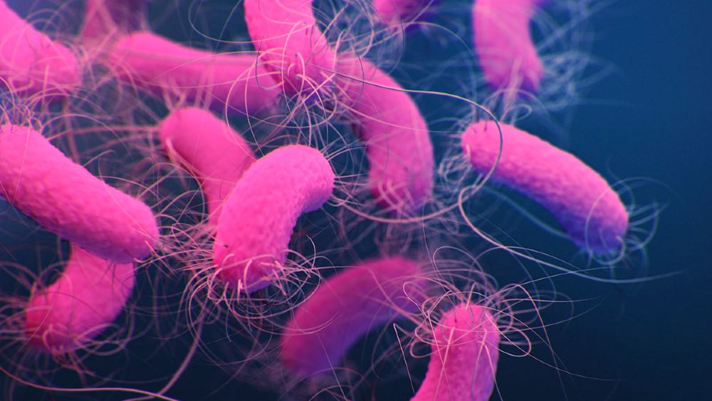 Pseudomonas.jpg